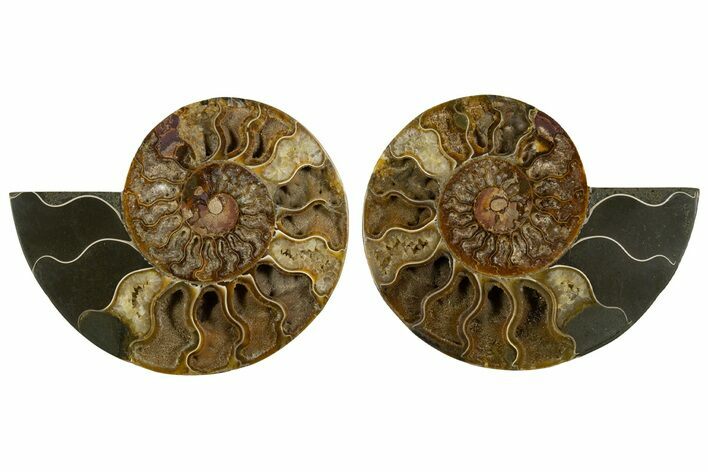 Cut & Polished, Crystal-Filled Ammonite Fossil - Madagascar #333733